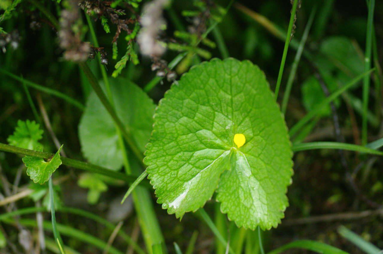 common marsh marigold, کالتا , ‌مرداب جعفری
,marsh marigold
meadow-bright
yellow marsh marigold